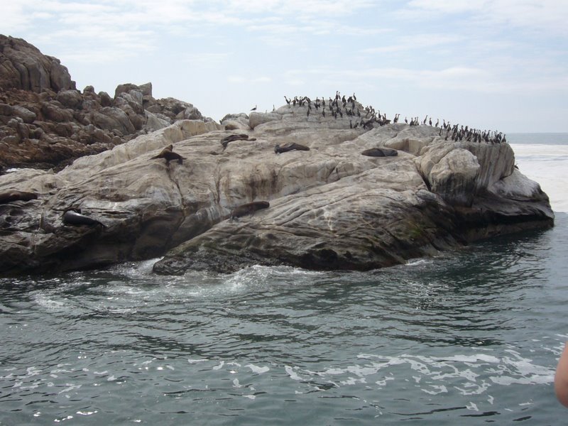 Sea lion colony